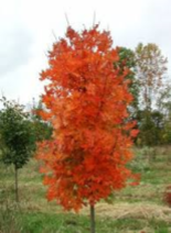 tree in autumn